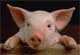 Benutzerbild von BigButcher_archive