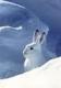 Benutzerbild von Schneehase_archive
