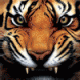 Benutzerbild von BigTiger_archive