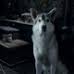 Benutzerbild von Direwolf